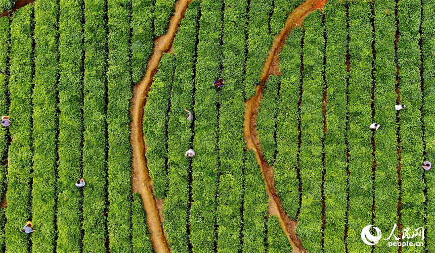 贛州市定南縣天九鎮新坳村茶園，茶農穿行在一壟壟茶樹間采摘春茶。人民網 朱海鵬攝