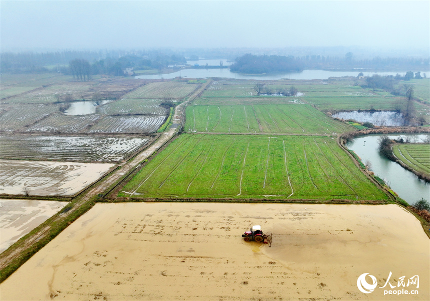 南昌市南昌縣塔城鄉青嵐村，農機手駕駛著拖拉機在翻耕農田，一派忙碌景象。人民網 朱海鵬攝
