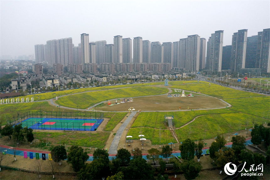 江西南昌馬蘭圩濕地公園內的油菜花綻放，景色怡人。 人民網記者 時雨攝