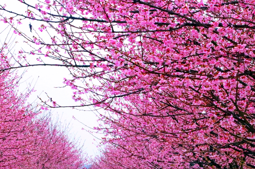 江西省九江市武寧縣澧溪鎮北灣半島櫻花園內五萬株櫻花競相綻放。陳小玉攝