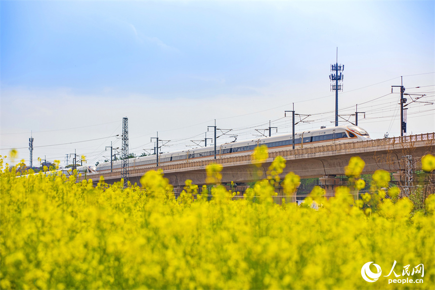 高鐵列車從贛州龍南特大橋疾馳而過，沿線油菜花開美如畫。人民網 朱海鵬攝
