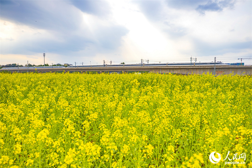 高鐵列車從贛州龍南特大橋疾馳而過，沿線油菜花開美如畫。人民網 朱海鵬攝