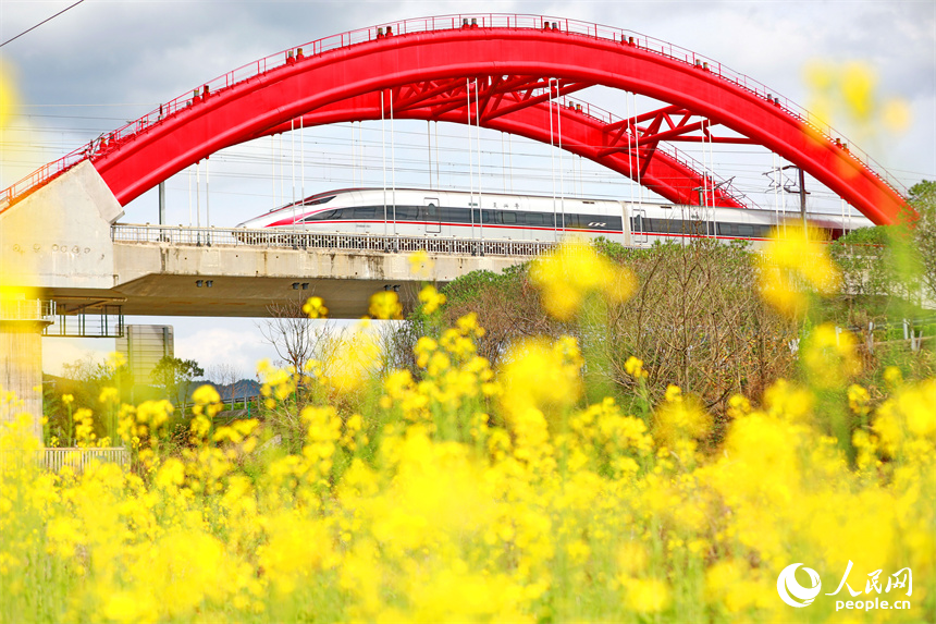 高鐵列車從贛州龍南特大橋疾馳而過，沿線油菜花開美如畫。人民網 朱海鵬攝