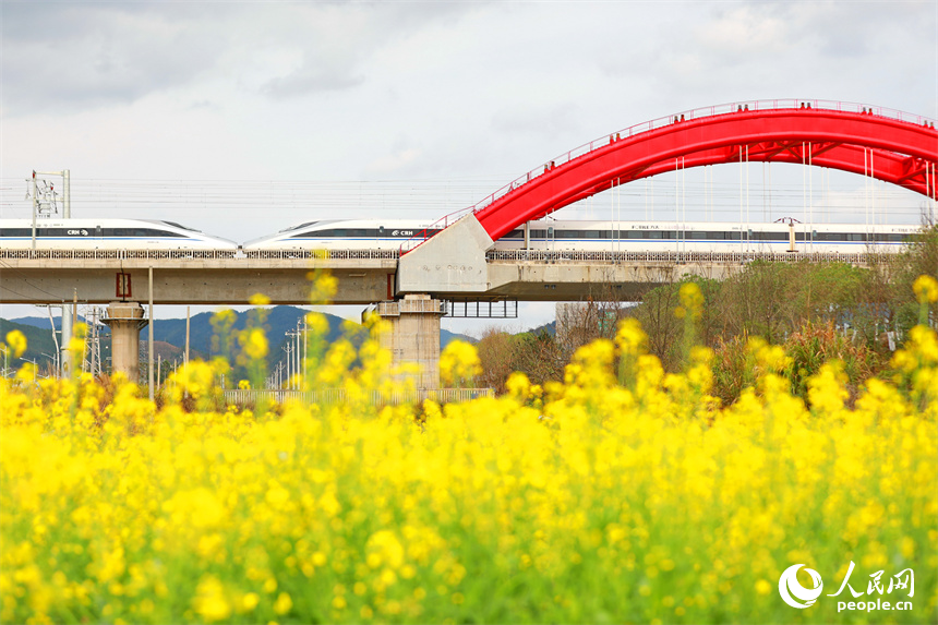高鐵列車從贛州龍南特大橋疾馳而過，沿線油菜花開美如畫。人民網 朱海鵬攝