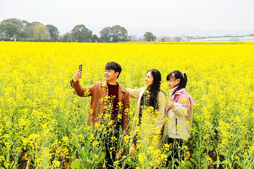 游客正在江西省撫州市廣昌縣頭陂鎮龍虎村油菜花田里賞花拍照。曾恒貴攝