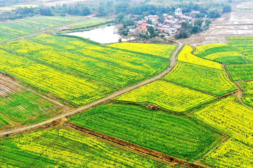 江西省共青城市江益鎮躍進村400余畝油菜花競相開放。潘成攝