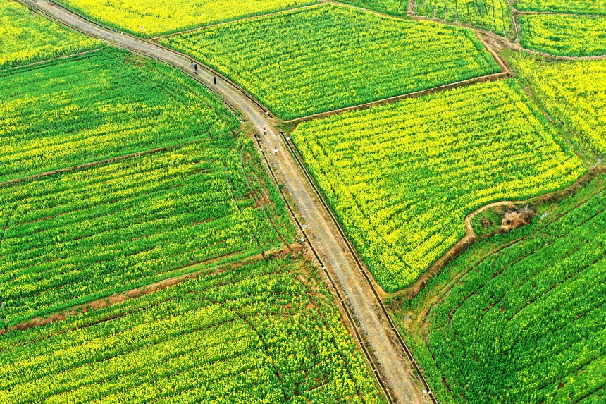 江西省共青城市江益鎮躍進村400余畝油菜花競相開放。潘成攝