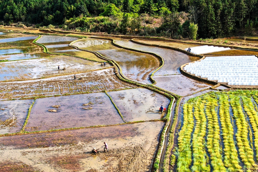 村民們駕駛農機在田間翻耕農田。詹繼成攝