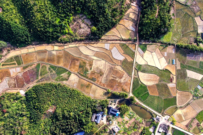 春日田園一派繁忙春耕景象。詹繼成攝