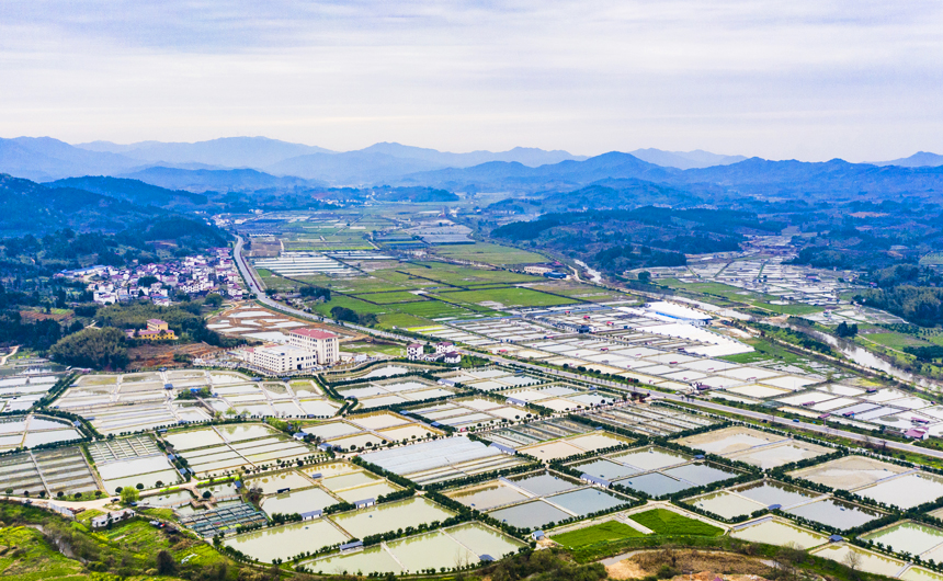 南豐縣太和鎮丹陽村，甲魚塘星羅棋布，猶如大地調色板。謝東攝