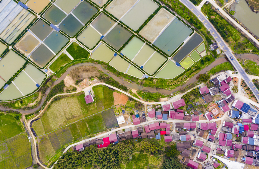 南豐縣太和鎮丹陽村，甲魚塘星羅棋布，猶如大地調色板。謝東攝