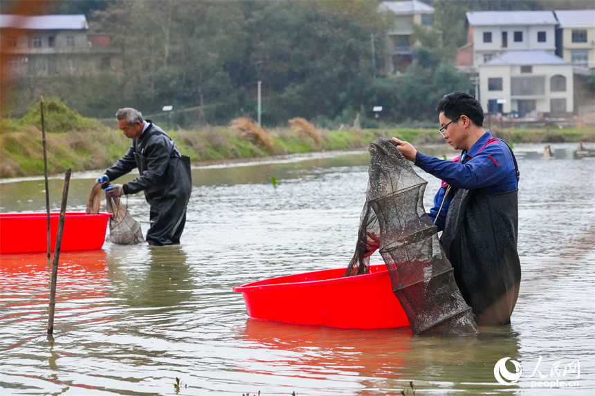 蝦農正在捕撈小龍蝦。人民網 孔文進攝