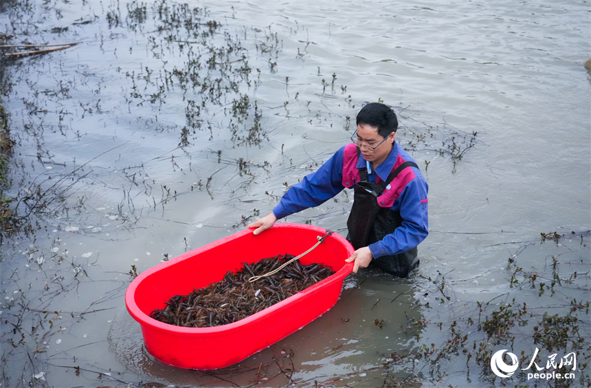 蝦農正在捕撈小龍蝦。人民網 孔文進攝