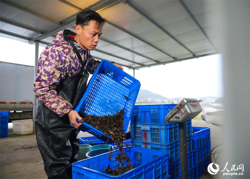 蝦農將分裝好的小龍蝦進行稱重。人民網 孔文進攝