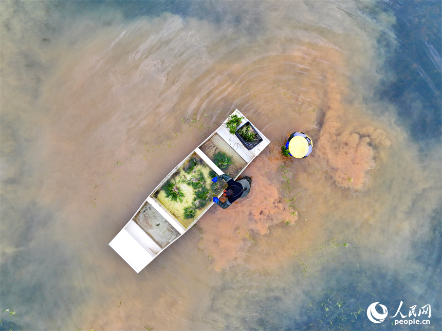 撫州市崇仁縣許坊鄉許坊村的巴和生態園，村民在采收凈化水質水草供應市場。人民網 朱海鵬攝