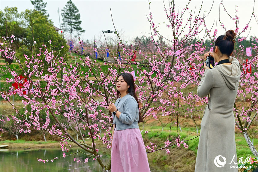 撫州市崇仁縣許坊鄉許坊村連片桃花盛開，前來賞花“打卡”的游客絡繹不絕。人民網 朱海鵬攝