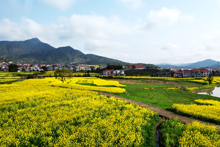 航拍江西省蓮花縣南嶺鄉油菜花競相怒放，金燦燦的花海綿延不斷。賀治斌攝