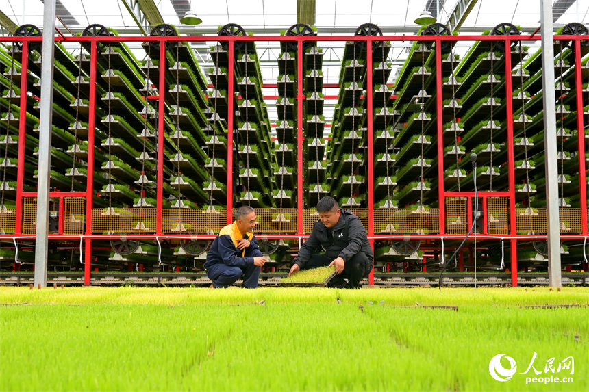 贛州市南康區橫市鎮農事綜合服務中心育秧工廠，農技員在查看水稻秧苗生長情況。人民網 朱海鵬攝