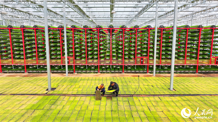 贛州市南康區橫市鎮農事綜合服務中心育秧工廠，農技員在查看水稻秧苗生長情況。人民網 朱海鵬攝