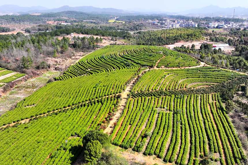 航拍共青城市澤泉鄉觀音橋村六百畝茶園。潘成攝