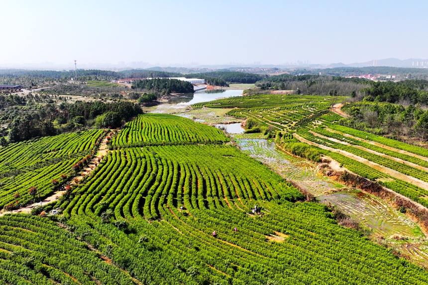 航拍共青城市澤泉鄉觀音橋村六百畝茶園。潘成攝