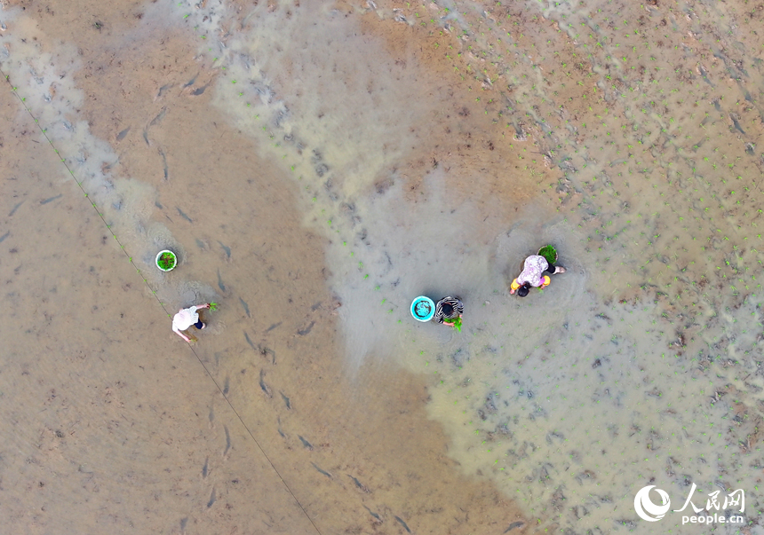 贛州市會昌縣各鄉鎮農民抓住農時，有條不紊地投入到春耕、春播等各項農事活動中，田間地頭處處可見忙碌耕作的景象。人民網 朱海鵬攝