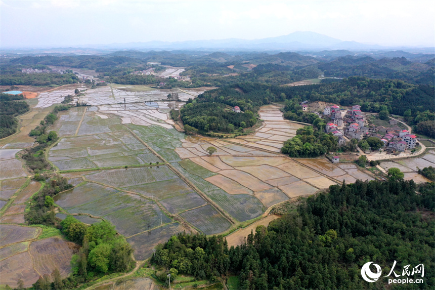江西省豐城市麗村鎮對木村農田完成春灌，即將播種早稻。 人民網記者 時雨攝