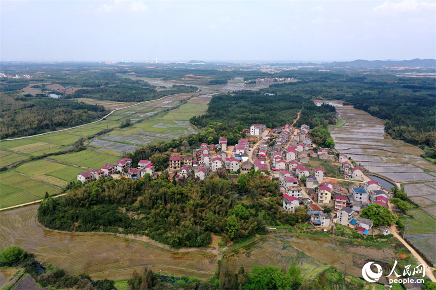 江西省豐城市麗村鎮對木村農田完成春灌，即將播種早稻。 人民網記者 時雨攝