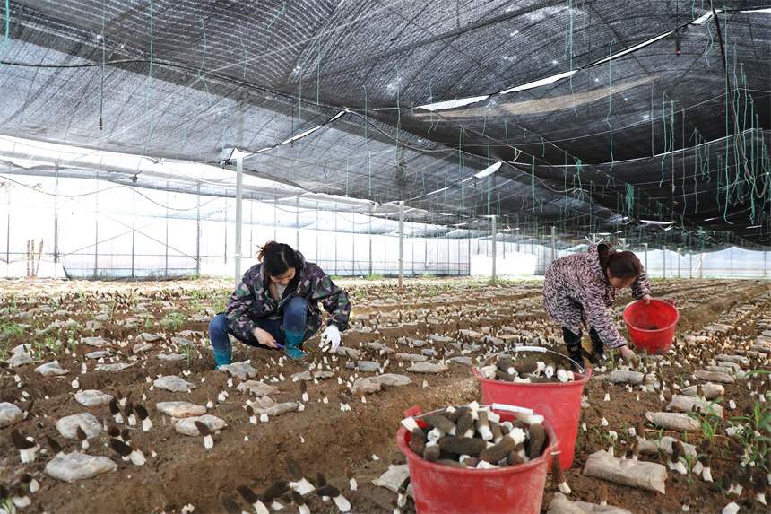 村民正忙著采摘羊肚菌。彭琴攝