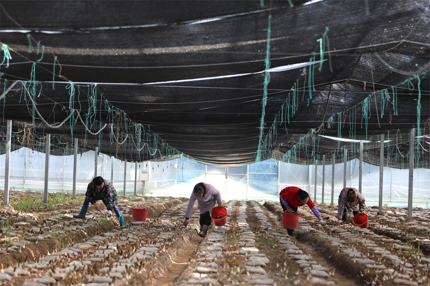 村民正忙著采摘羊肚菌。彭琴攝