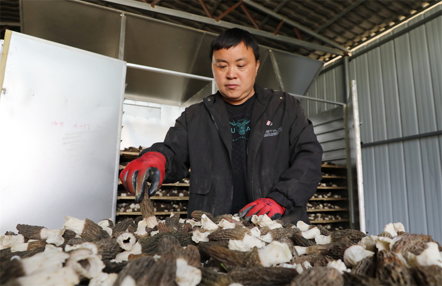 農戶正在將采摘的羊肚菌進行分揀烘干。彭琴攝