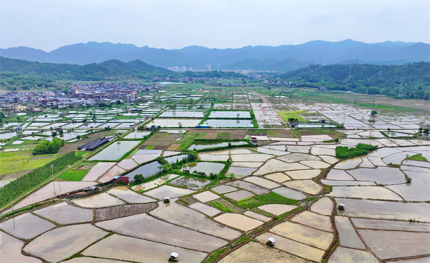 種糧戶駕駛插秧機在進行機械化插秧，田間地頭一派繁忙景象。人民網 朱海鵬攝