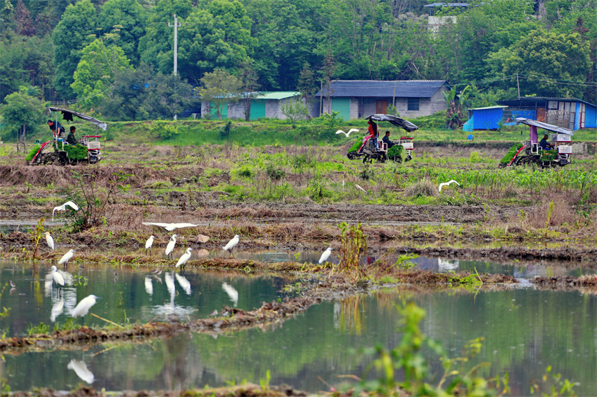 種糧戶駕駛插秧機在進行機械化插秧，田間地頭一派繁忙景象。人民網 朱海鵬攝