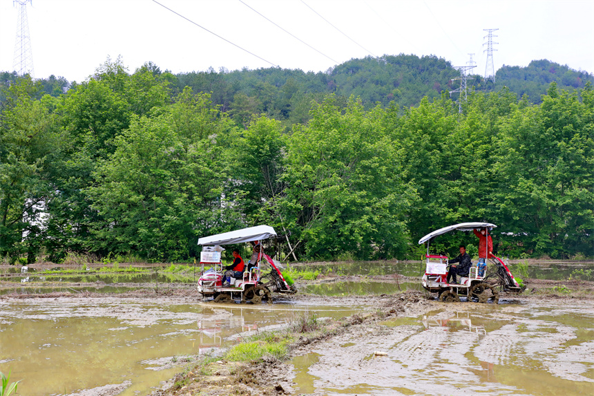 種糧戶駕駛插秧機在進行機械化插秧，田間地頭一派繁忙景象。人民網 朱海鵬攝
