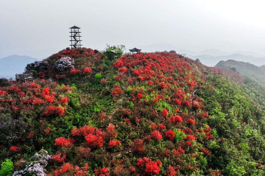 在江西省萍鄉市湘東區白竺鄉黃崗村青草湖景區，漫山遍野的杜鵑花爬滿山崗，十分壯觀。李桂東攝