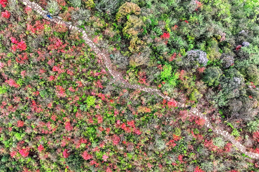 在江西省萍鄉市湘東區白竺鄉黃崗村青草湖景區，游客在杜鵑花海中穿行。李桂東攝