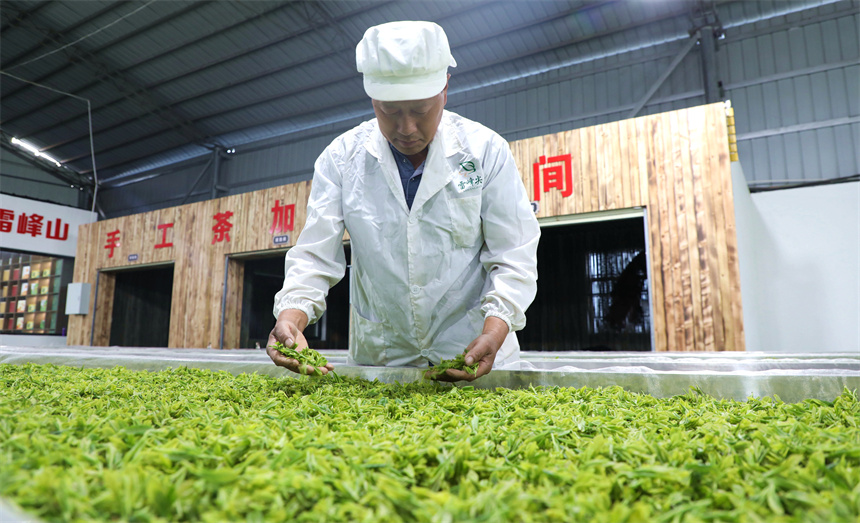 在彭澤縣雷峰山茶加工廠，茶農、茶企抓緊翻曬、加工春茶，供應市場。彭琴攝