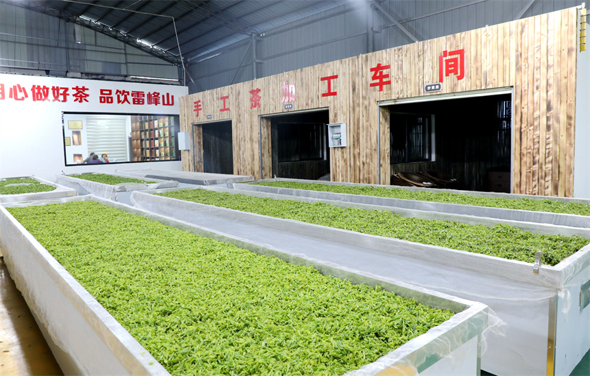 在彭澤縣雷峰山茶加工廠，茶農、茶企抓緊翻曬、加工春茶，供應市場。彭琴攝