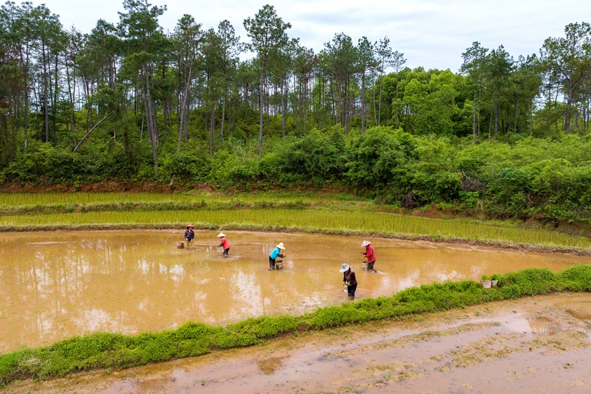 村民正在栽插早稻秧苗。廖敏攝