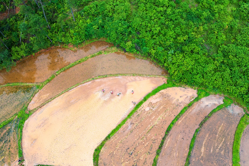 村民正在栽插早稻秧苗。廖敏攝