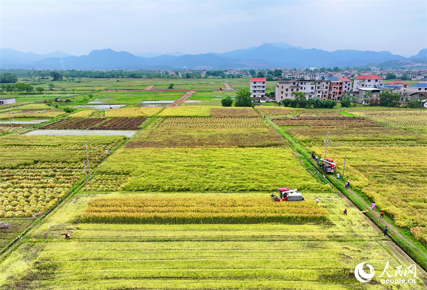 吉安市遂川縣泉江鎮窗溪村，農戶駕駛收割機在采收油菜籽。人民網 朱海鵬攝