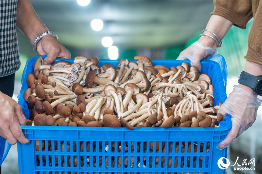 村民正在搬運茶樹菇。人民網 孔文進攝