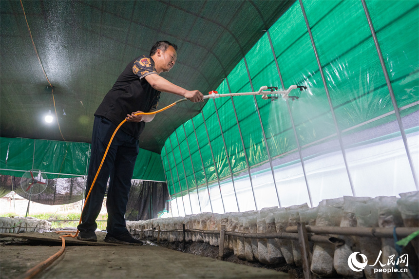 村民對采收后的茶樹菇菌棒灑水保濕。人民網 孔文進攝