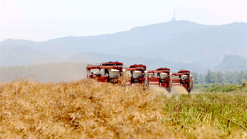 在彭澤縣萬畝油菜基地，農機手駕駛收割機收割油菜籽。彭琴攝