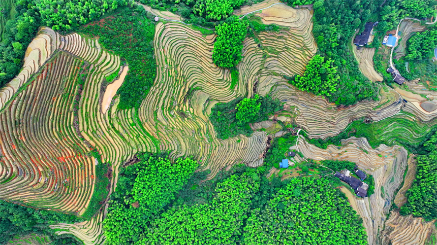 贛州市崇義縣上堡鄉，層層疊疊的梯田與森林、民宿、公路相互映襯，夏日綠色生態美景怡人。人民網 朱海鵬攝
