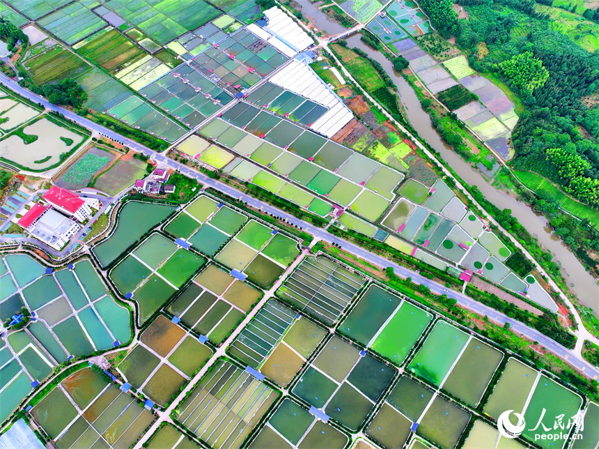撫州市南豐縣太和鎮的甲魚養殖塘星羅棋布、色彩斑斕。人民網 朱海鵬攝