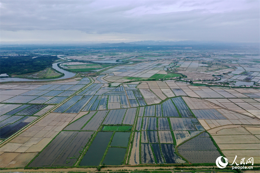 吳城鎮萬余畝良田呈現田園風光美的景象。人民網記者 時雨攝