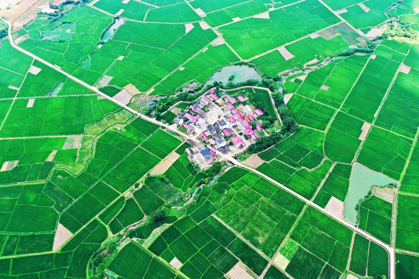 航拍江西省撫州市東鄉區虎圩鄉高標準農田。饒方其攝