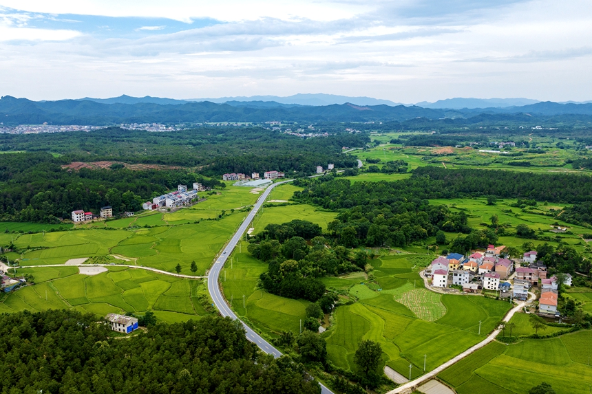 航拍河口村美景，處處綠意盎然。廖敏攝