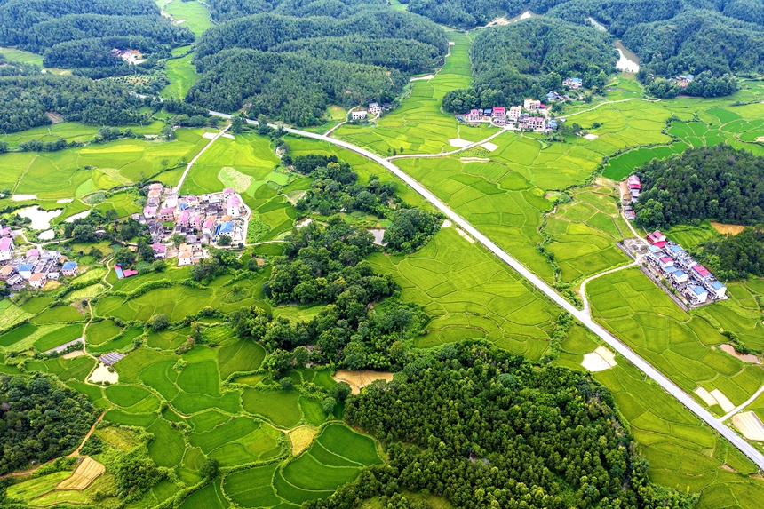 航拍河口村美景，處處綠意盎然。廖敏攝